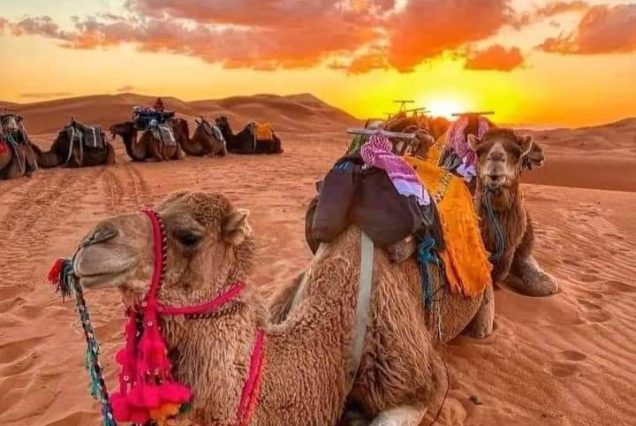 Group travelers in sahara
