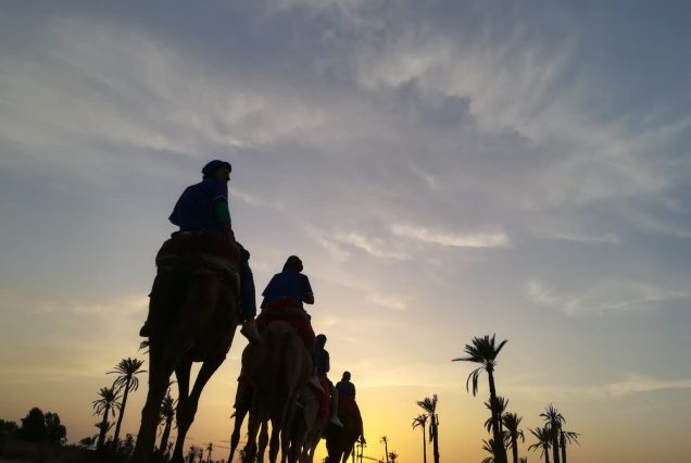 Sunset camel ride in the palm grove of marrakech