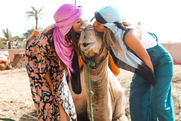 fashion Marrakech camels